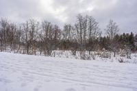 Canadian Landscape - Snow Covered Forest 002