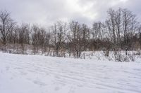 Canadian Landscape: Snow-Covered Forest