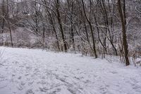 a person riding a ski board on a snow covered trail, on some trees and bushes