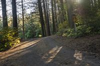 a dirt road with sunbeams in the woods on top of it with tall trees in front of it