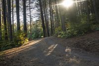 a dirt road with sunbeams in the woods on top of it with tall trees in front of it