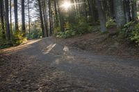 a dirt road with sunbeams in the woods on top of it with tall trees in front of it