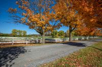 two big trees stand behind a white fence by the road and grass and trees with orange fall leaves