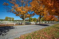 two big trees stand behind a white fence by the road and grass and trees with orange fall leaves