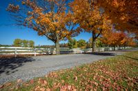 two big trees stand behind a white fence by the road and grass and trees with orange fall leaves