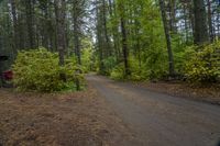 Canadian Landscape: Vegetation and Tree-Lined Road