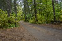 Canadian Landscape: Vegetation and Tree-Lined Road