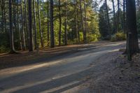 Canadian Landscape: Vegetation, Trees, Wood Road