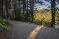 Canadian Landscape: Vegetation, Woods, and Trees