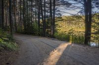 Canadian Landscape: Vegetation, Woods, and Trees