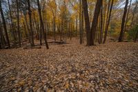 Canadian Landscape with Deciduous Trees