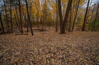 Canadian Landscape with Deciduous Trees