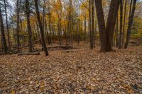 Canadian Landscape with Wood Trees