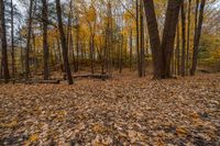 Canadian Landscape with Wood Trees