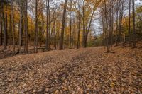 many yellow trees in a fall forest full of leaves to the ground and leaves all around