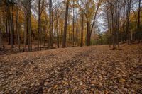 many yellow trees in a fall forest full of leaves to the ground and leaves all around