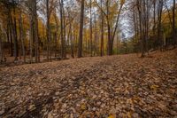 many yellow trees in a fall forest full of leaves to the ground and leaves all around