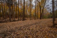 many yellow trees in a fall forest full of leaves to the ground and leaves all around