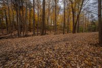 many yellow trees in a fall forest full of leaves to the ground and leaves all around