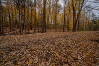 many yellow trees in a fall forest full of leaves to the ground and leaves all around