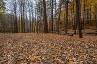 a lot of leaves are covering the ground with a wooden log in the foreground