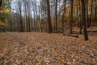 a lot of leaves are covering the ground with a wooden log in the foreground