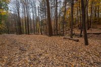 a lot of leaves are covering the ground with a wooden log in the foreground