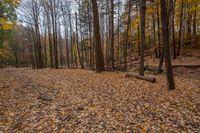 a lot of leaves are covering the ground with a wooden log in the foreground