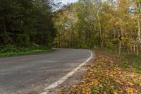 an empty, empty country road with yellow leaves on the ground and on the trees