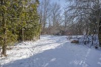 a snowy path leads to a small wooded area with bare trees in the background and snow on ground