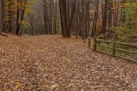 an empty walkway in the middle of a leaf covered park surrounded by trees and fallen leaves