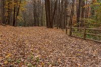 an empty walkway in the middle of a leaf covered park surrounded by trees and fallen leaves