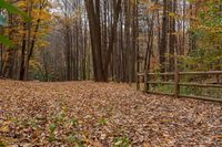 an empty walkway in the middle of a leaf covered park surrounded by trees and fallen leaves