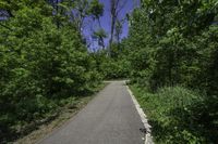 Canadian Nature: Tar Road Under a Clear Sky