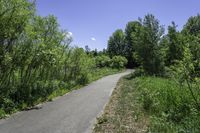 Canadian Nature: Trees, Grass, and Clear Sky