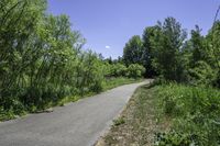 Canadian Nature: Trees, Grass, and Clear Sky