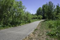 Canadian Nature: Trees, Grass, and Clear Sky