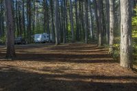 Canadian Open Space with Grass, Trees, and Vegetation