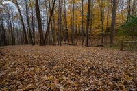 leaf - covered clearing on the edge of a hiking trail near an old fire hydrant