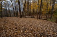 leaf - covered clearing on the edge of a hiking trail near an old fire hydrant