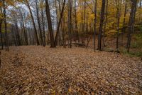 leaf - covered clearing on the edge of a hiking trail near an old fire hydrant