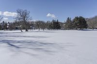 Canadian Open Space with Snow Covered Trees