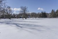 Canadian Open Space with Snow Covered Trees