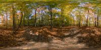 two frames of different views of an empty path with trees and foliage on either side