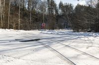 Canadian Road: Snow-Covered Trees on Asphalt