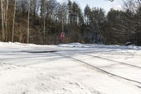 Canadian Road: Snow-Covered Trees on Asphalt