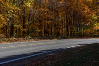 a person is riding their skateboard down a mountain road through fall foliages and pine trees