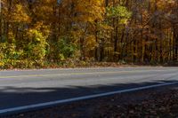 a person is riding their skateboard down a mountain road through fall foliages and pine trees