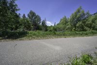 Canadian Road through Lush Greenery in Toronto