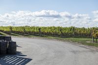 Canadian Road in Ontario: Daytime Under Clear Skies